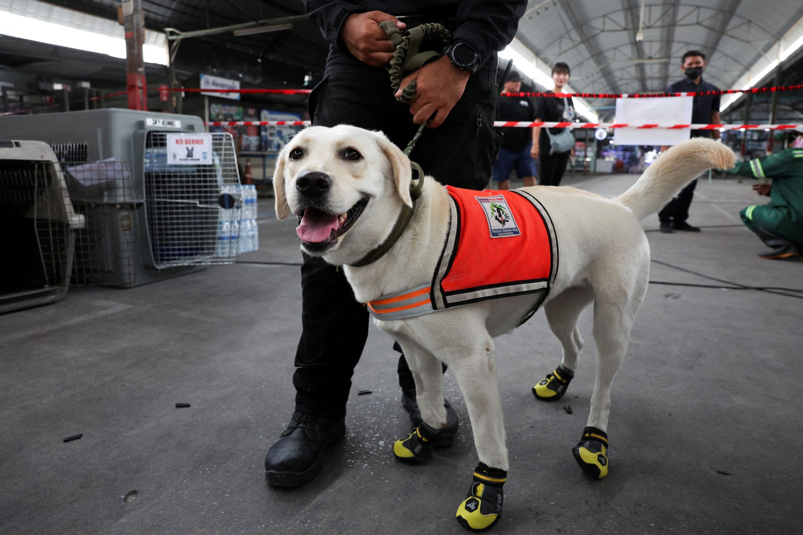 Rescue Dogs in Myanmar Provide Relief Amid Devastation