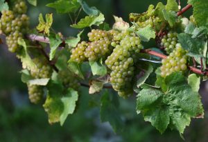 Santorini: Vineyards Sounds the Alarm – Grape Production Could Drop to Zero by 2042
