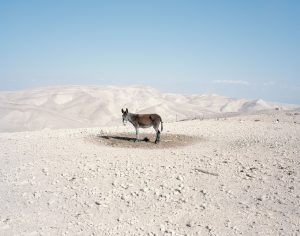 Gripping Art Show ‘Why Look at Animals?’ Opens in Athens