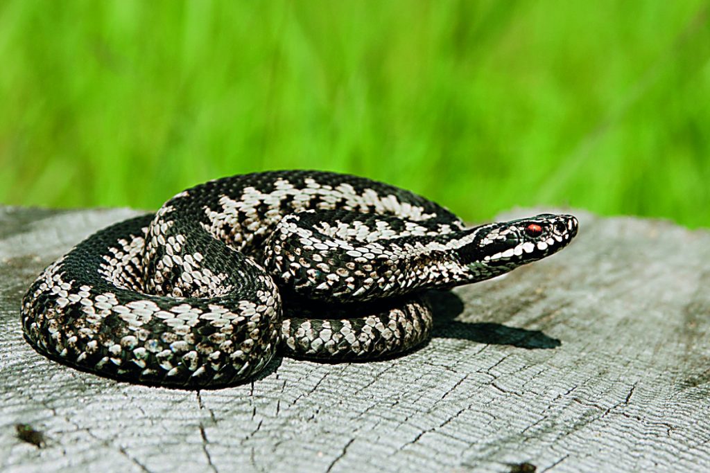 Elderly Man Survives Snake Bite in Central Greece